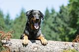 BEAUCERON 428